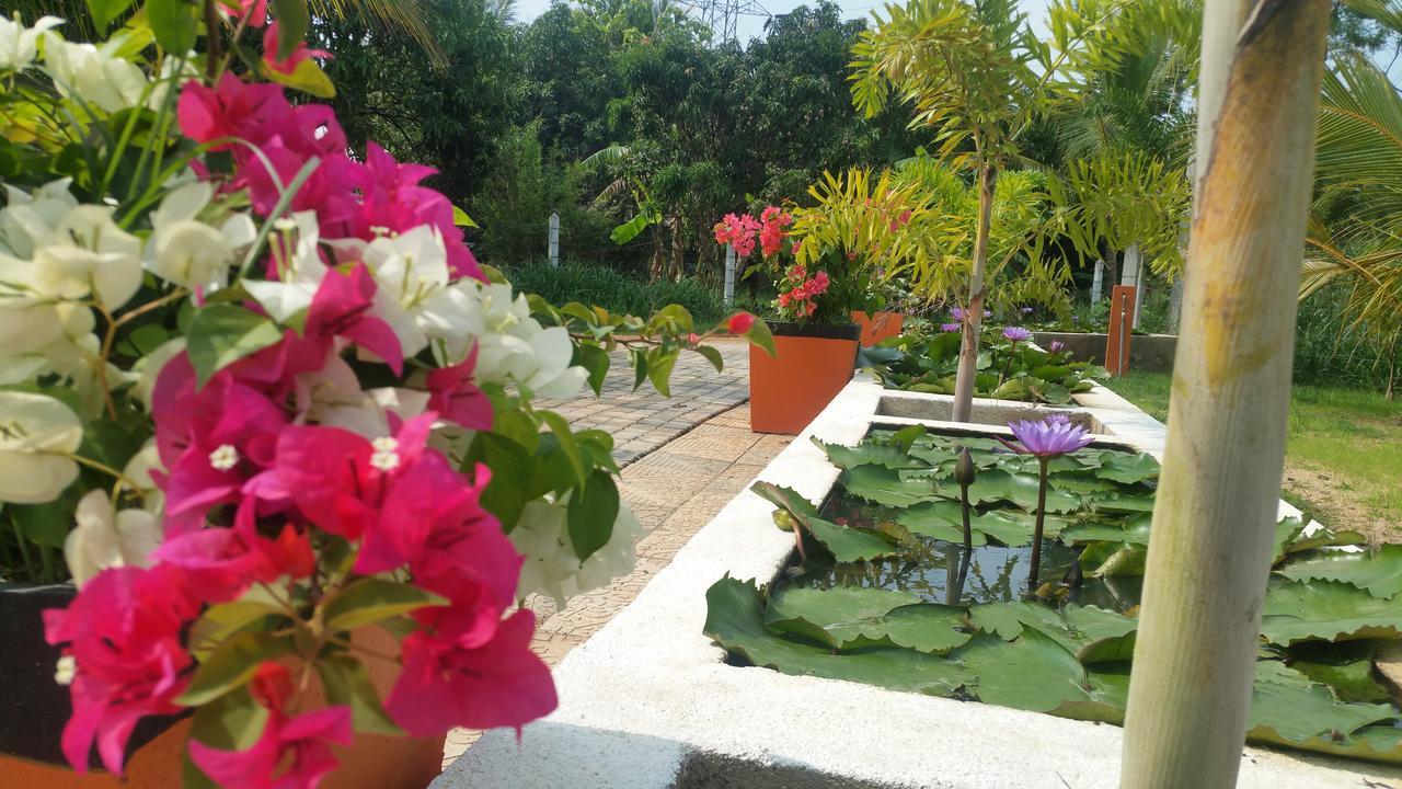Miheen Hotel & Resort - Anuradhapura مايهينتاليه المظهر الخارجي الصورة